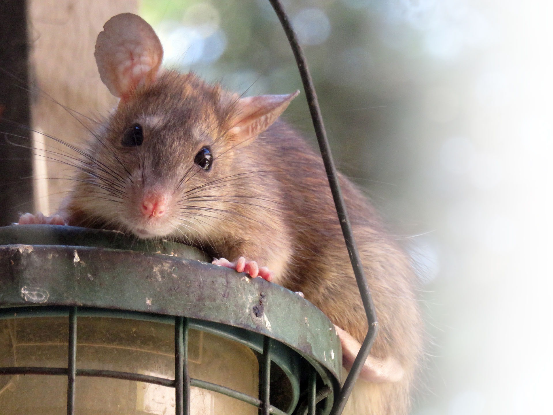Rat